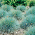 4 Blue Fescue Grasses Plants Well-Rooted, Ornamental Grass Live Plants Perenial, 2 Plants Per Pot, 4 to 8 Inc Tall from Bottom Pot, Fast-Growing Outdoor