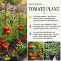 Beefsteak Tomato Live Plants, 2 Plant Per Pot 5-8" Tall