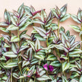 5 Wandering Jew Plants Live Houseplants Cuttings, Purple Wandering Jew Cuttings, Tradescantia Zebrina Live Plant Cuttings Not Plant, No Root