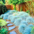 1 Blue Fescue Grass Plant Live for Planting, Ornamental Grass Perennial Garden 5-10 Inch Tall