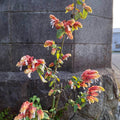2 Red Shrimp Plants Live, Shrimp Live Plants, Justica Brandegeana Plant, 5 to 7 Inc Long, Live Shrimp Plants for Gardening Indoors and Outdoors