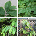 2 Bare Roots Common Pawpaw Tree Live Plants, 6 to 10 Inches Long, Paw Paw Plants Live