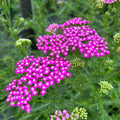 Pink Yarrow Plant Live, Quart Pot, 4 to 6 Inches Tall, Live Yarrow Plant Gardening