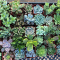 6 Pack Live Succulent Plants Assorted Potted Succulents Plants Live House Plants Succulent Plants Live Houseplants with Soil, No Pot