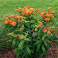 2 Milkweed Live Plants 4–7 Inches Tall, Milkweed Flowering Plants for Garden Beds, Borders or Landscape (Orange Milkweed)