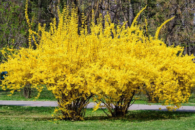 2 Lynwood Gold Forsythia Plants Live Bareroots, 12-18 Inch Tall, Golden Bells Yellow Forsythia Shrub to Grow