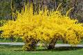 2 Lynwood Gold Forsythia Plant Live, in 4" Pot, Golden Bells Yellow Forsythia Shrub to Grow, 6-12" Tall