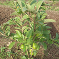 Pink Guava Live Plant, 4 to 6 Inches, Well Rooted Fragrant Guava for Garden