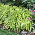 Japanese Forest Grass Plant, Gold Grass Plant Live Perennial, 4 to 6 Inches