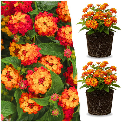 2 Orange Lantana Plants Live Trees, Ready to Bloom, Hardy Long Blooming Seasons, Vibrant Colorful Perennial Fragrant, 5-10" in Tall, Full Sun Growing