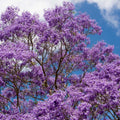 Purple Jacaranda Tree Live Plant, Jacaranda Mimosifolia Tree 7-12 Inch Tall Including Pot, Outdoor Growing