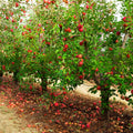 Honey Crisp Apple Tree Plant Live, Sweet Fruit Plant, 6-10 Inch Tall