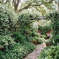 2 Blooming Jasmine Plants Live, Star Jasmine Live Plant, 5 to 7 Inc in Height, Climbing Jasmine Live Plant Outdoor or Indoor