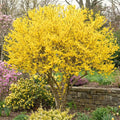 Lynwood Forsythia Live Plant, Well Rooted from 8-12 Inches Height, Vibrant Shrub for Outdoor Landscaping