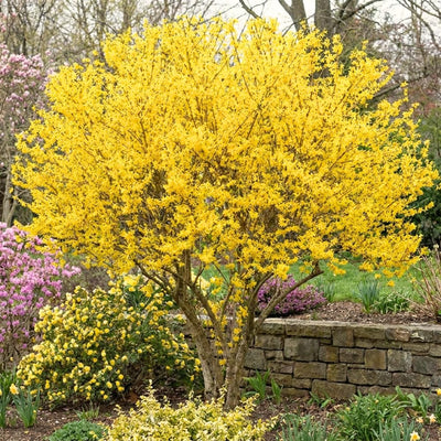 Lynwood Forsythia Live Plant, Well Rooted from 8-12 Inches Height, Vibrant Shrub for Outdoor Landscaping