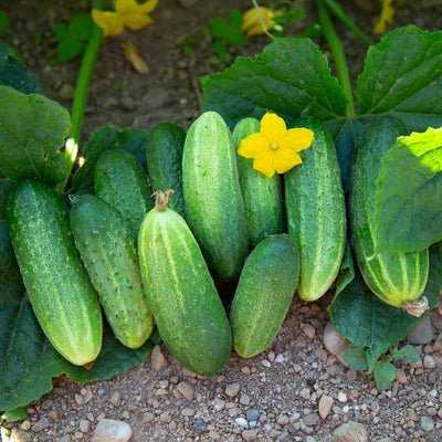 4 Green Cucumber Plants Live, 4 Inches Pot, Live Cucumber Plants from 6 to 8 Inches Long, Cucumber Starter Plants, Cucumber Live Plants for Garden