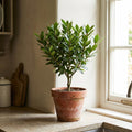 Bay Leaf Tree Live Plant, 1 Year Old Sweet Bay Laurel Laurus Nobilis Tree 8 to 10 Inches, Indoor Outdoor Planting