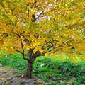 Ginkgo Tree Live Plant, Potted Ginkgo Plant Live, 8 to 11 Inc Tall, Shrub Tree Plant
