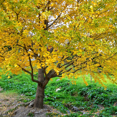 Ginkgo Tree Live Plant, Potted Ginkgo Plant Live, 8 to 11 Inc Tall, Shrub Tree Plant