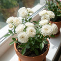 White Mini Rose Plant Live in 4 Inch Pot, Miniature Rose Flower Plant for Indoor Outdoor Garden, Patio and Home Decor, 4-6 Inches