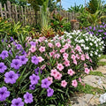 4 Mexican Petunia Live Plants 4–7 Inches Tall, Mexican Petunia Flowering Plants for Borders, Beds or Landscape (Mix)