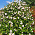 Hibiscus Rose of Sharon Plant Live, 4" Potted Althea Syriacus Flowers for Spring Planting, Hardy Shrub with Vibrant Blooms (White)