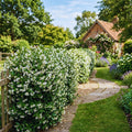 2 Blooming Jasmine Plants Live, Star Jasmine Live Plant, 5 to 7 Inc in Height, Climbing Jasmine Live Plant Outdoor or Indoor