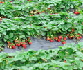 10 Ozark Strawberry Roots Plants Live for Planting, Hardy Everbearing Strawberry Fragrant Strawberries Plant, Large Sweet Fruit