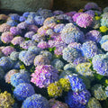 Winter Hardy Blue to Pink Purple Hydrangea Bush Tree Live Shrub Plant, 6-12" Blue to Smooth Pink to Purple Blooms, Established Roots, Dormant, No Leaf