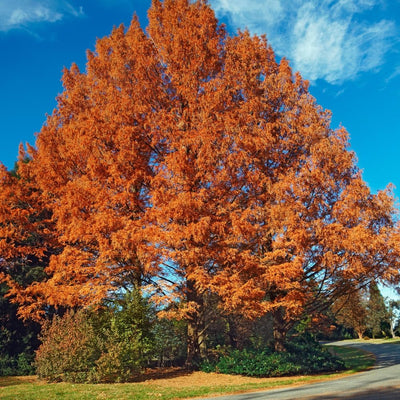 Dawn Redwood Plant, 8 to 18 Inch Tall Plant in Quart Pot, Hardy Perennial Redwood Tree Plants for Outdoor Growing