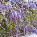 Blue Wisteria Tree Live Plant Well Rooted in 4 Inch Pot, Fragrant Wisteria Flowers for Outdoor Planting, 4 to 7 Inches Height