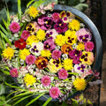 Pansy Assorted Flowers Live Plant, Vibrant Mixed Colors, 4 Inches Pot, Hardy Cool Season Outdoor Bloom for Spring and Fall Landscaping