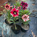 3 Mixed Desert Rose Live Plants 4-6” Tall, Rare Adenium Obesum, Indoor Outdoor Flowering Houseplants