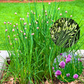 10 Perennial Chives Plant Live for Gardening Outdoors, Well Rooted Plants