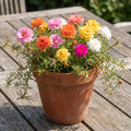 3 Moss Rose Plants Live in 4'' Pot, Random Color Portulaca Flowers for Patio Pots, Garden Borders and Containers, 4-7 Inch Tall