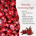Red Roselle Hibiscus Live Plant in 4 Inch Pot, Sabdariffa Roselle Jamaican Flower Plant for Outdoor Planting, 4-6" Tall