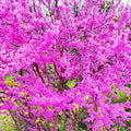 Potted Purple Pink Eastern Redbud Tree Live Plant Seedling, 7-13" in Tall, 1 Year Old Seedling Red Bud for Year Round Planting, Cold Hardy, No Leaf