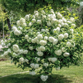 Old Fashion Viburnum Plant Live for Planting, Snowball Viburnum Live Plant 6 to 10 Inches Tall, 4 Inch Pot