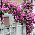 Pink Bloom Rose Bushes Shrubs Climbing Climber Live Plant, Pink Rose for Planting, Starter Size, 4 to 10 Inc Tall