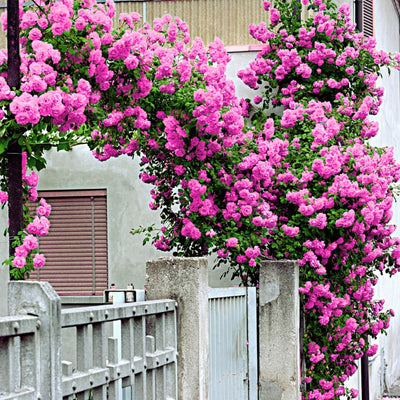 Pink Bloom Rose Bushes Shrubs Climbing Climber Live Plant, Pink Rose for Planting, Starter Size, 4 to 10 Inc Tall