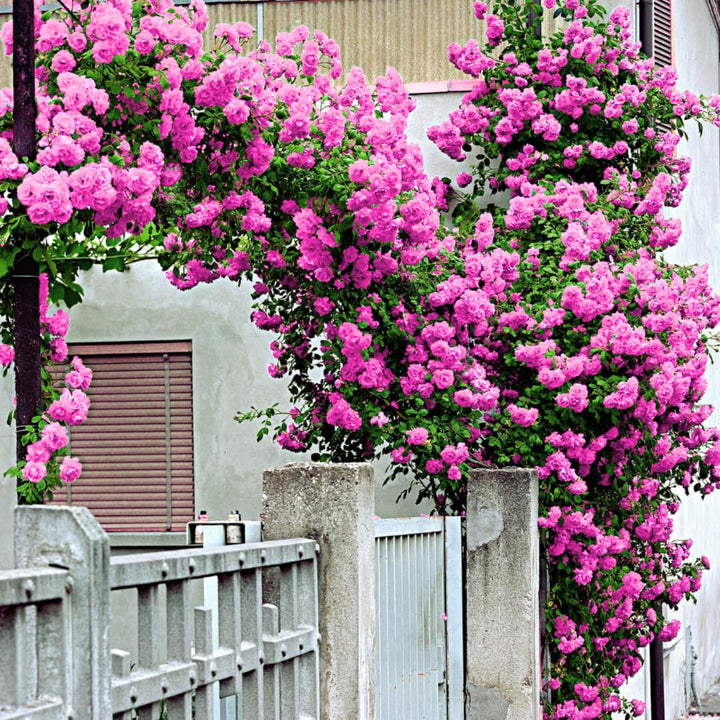 Pink Bloom Rose Bushes Shrubs Climbing Climber Live Plant, Pink Rose for Planting, Starter Size, 4 to 10 Inc Tall