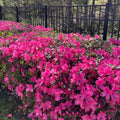 Pink Azalea Plant Live, Cold Hardy Azalea Plant, Hardy Flowering Shrub for Outdoor Planting, 4-7 Inches Tall in 4'' Pot