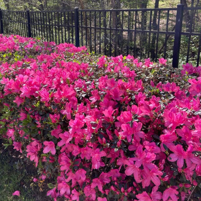 Pink Azalea Plant Live, Cold Hardy Azalea Plant, Hardy Flowering Shrub for Outdoor Planting, 4-7 Inches Tall in 4'' Pot