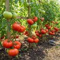 Beefsteak Tomato Live Plants, 2 Plant Per Pot 5-8" Tall
