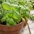 Sweet Basil Plant in 4 Inch Pot, Fragrant Basil Herb for Indoor Outdoor Planting, Fast Growing, Ready to Grow