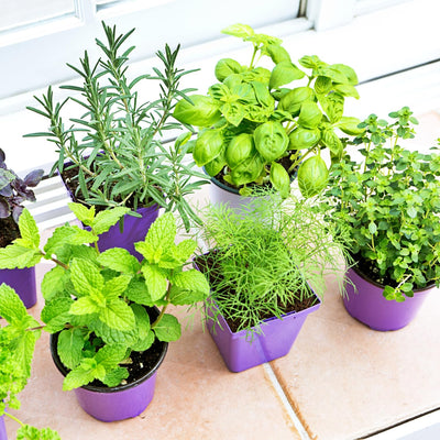 4 Assorted Herbs Plants, Mixed Herb Plants, Basil, Rosemary, Mint, Lemon Balm, and Other Varieties, 3-6" Live Herbs Collection for Indoors Outdoors Garden, Kitchen, Well Rooted, No Pot