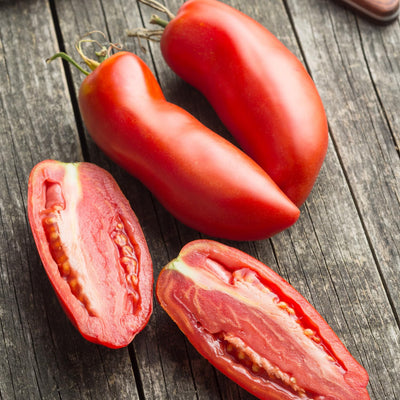 Tomato Plant Live 4 Inch Pot, Small Fruit Tomato Plant for Raised Beds, Patio Containers or Outdoor Growing, 4-6 Inches (San Marzano Tomato)