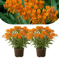 2 Milkweed Live Plants 4–7 Inches Tall, Milkweed Flowering Plants for Garden Beds, Borders or Landscape (Orange Milkweed)