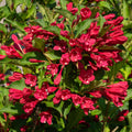 Red Weigela Shrub Plant Live, Hardy Shrub, 2-3 Ft Tall
