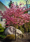 Pink Dogwood Tree Live Plant in 2.5" Pot, Well Rooted 6-12" Pink Flowering Dogwood Tree Plant Live, Dormant for Planting